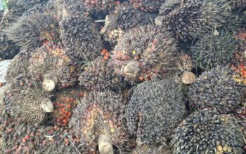 Harga TBS Sawit Bengkulu Utara Turun Usai Lebaran 2025, Berikut Daftarnya