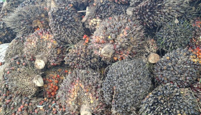 Harga TBS Sawit Bengkulu Utara Turun Usai Lebaran 2025, Berikut Daftarnya