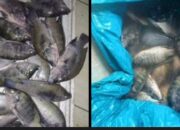 Ikan Mati Tercemar Limbah Sawit, Petani Sido Mukti Rugi Ratusan Juta