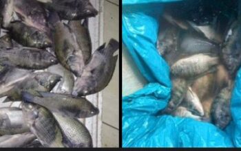 Ikan Mati Tercemar Limbah Sawit, Petani Sido Mukti Rugi Ratusan Juta