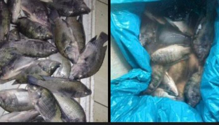 Ikan Mati Tercemar Limbah Sawit, Petani Sido Mukti Rugi Ratusan Juta