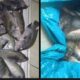 Ikan Mati Tercemar Limbah Sawit, Petani Sido Mukti Rugi Ratusan Juta