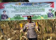 Polsek Selebar Panen Jagung 4,5 Ton, Dukung Ketahanan Pangan dan Ekonomi Warga