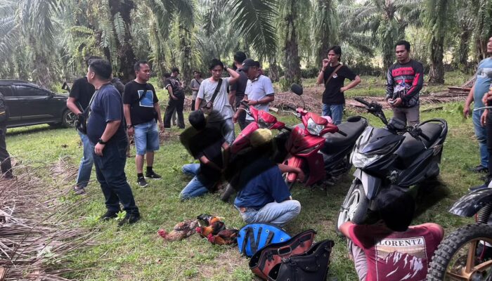 Polres Kaur Gerebek Dugaan Judi Sabung Ayam dan Dadu, Tiga Orang Diamankan