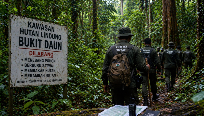 KPHL Bukit Daun Terkendala Anggaran dan Personel, Penegakan Hukum Hutan Lindung Belum Maksimal