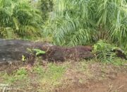 Hutan Lindung Bukit Daun Diduga Beralih Fungsi Jadi Kebun Sawit, Kades Penyangga Belum Beri Tanggapan