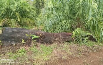 Hutan Lindung Bukit Daun Diduga Beralih Fungsi Jadi Kebun Sawit, Kades Penyangga Belum Beri Tanggapan