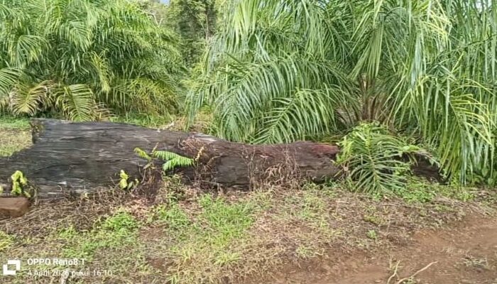 Hutan Lindung Bukit Daun Diduga Beralih Fungsi Jadi Kebun Sawit, Kades Penyangga Belum Beri Tanggapan
