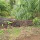 Hutan Lindung Bukit Daun Diduga Beralih Fungsi Jadi Kebun Sawit, Kades Penyangga Belum Beri Tanggapan