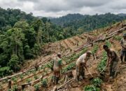 Perambah Hutan Lindung Bukit Daun Didominasi Warga Luar, Kades Aur Gading Angkat Bicara