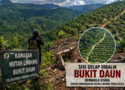 Sisi Lain Bukit Daun: Ketika Hutan Lindung Terdesak Kepentingan