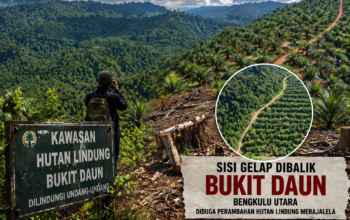 Sisi Lain Bukit Daun: Ketika Hutan Lindung Terdesak Kepentingan