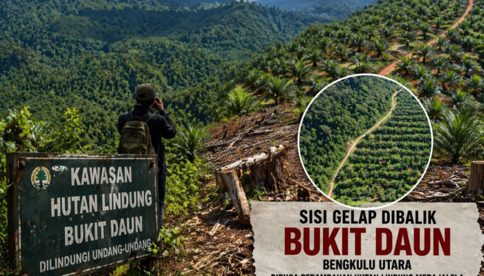 Sisi Lain Bukit Daun: Ketika Hutan Lindung Terdesak Kepentingan