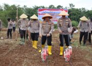 Dukung Ketahanan Pangan, Polres Bengkulu Utara Tanam Jagung dan Perkuat Sinergi dengan Lapas Arga Makmur