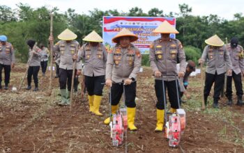 Dukung Ketahanan Pangan, Polres Bengkulu Utara Tanam Jagung dan Perkuat Sinergi dengan Lapas Arga Makmur